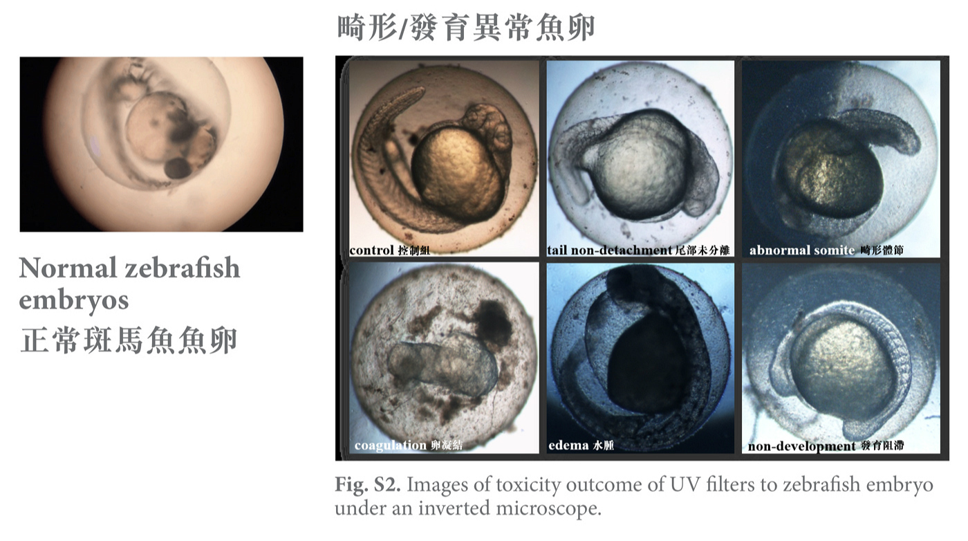 发育异常的斑马鱼胚胎