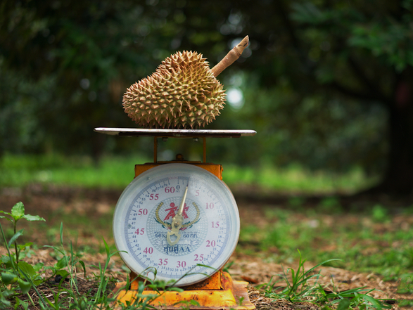 durian on weightscale.png