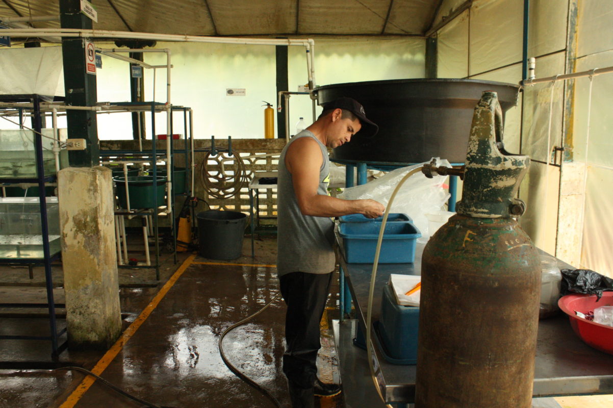 The fish swim in oxegenated tanks until they reach 45 days, when they can be exported. Chinese buyers finish the rearing process, selling them on at a much bigger size. (Image: Andrés Bermúdez Liévano)