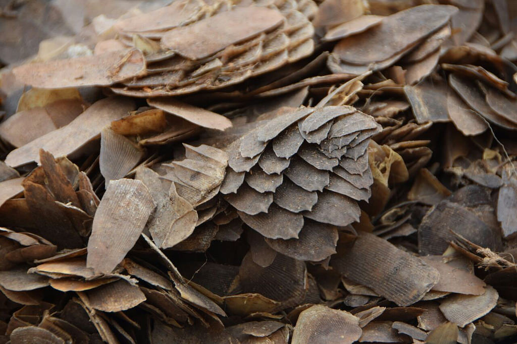 Pangolin scales