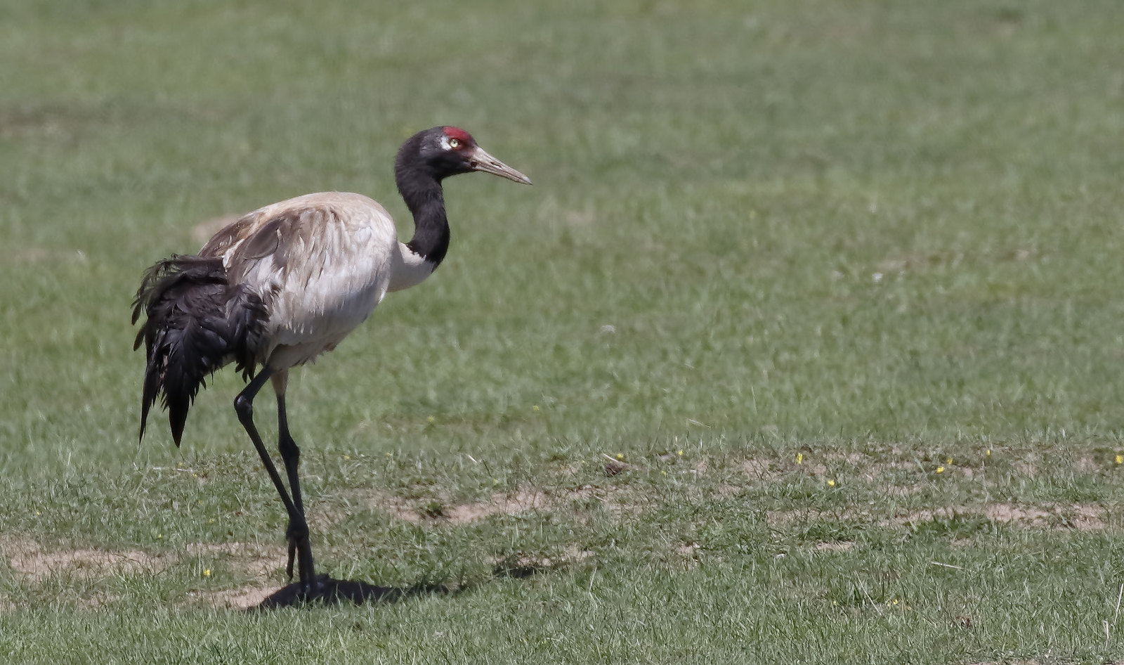 a black-necked crane in Zoigê 