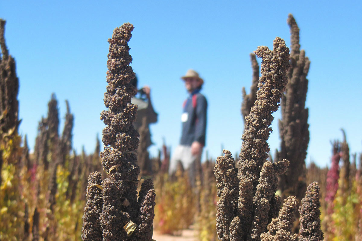 Black royal quinoa from Oruro. Photo by CIQ