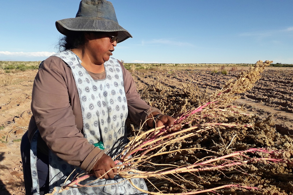 Alina Alcón is new to quinoa growing. Due to humidity her last crop was no good. Photo by Miriam Jemio