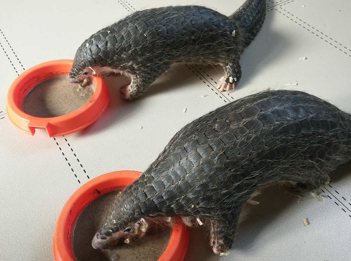 Two pangolins pictured at the rescue centre in Zhejiang, China