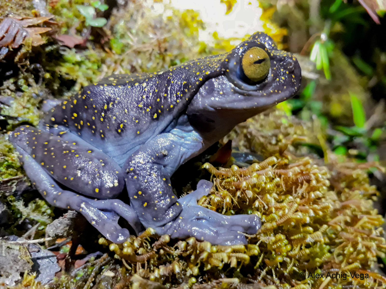 New frog species from Condor mountain range in Ecuador