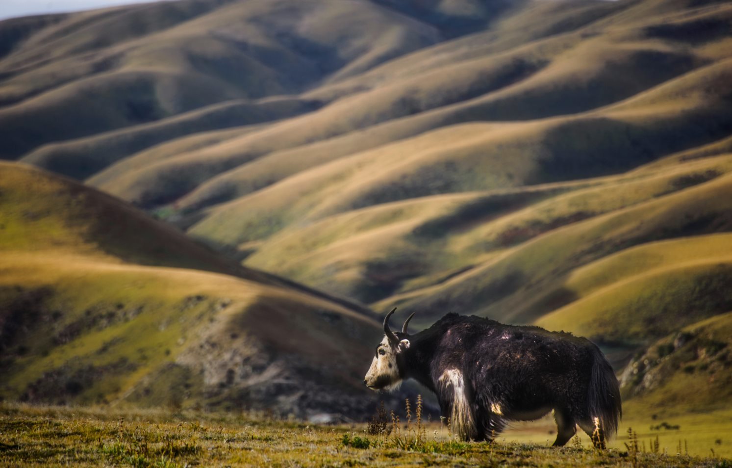 A yak on the Tibetan plateau