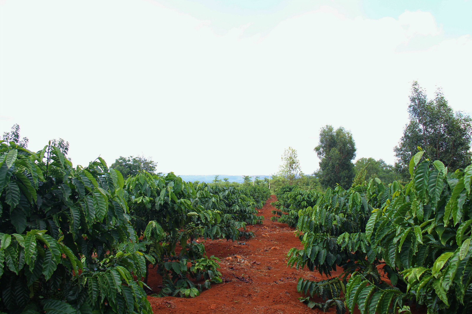 Sun-grown coffee trees in the villages near Buon Ma Thuot, Central highlands, Vietnam