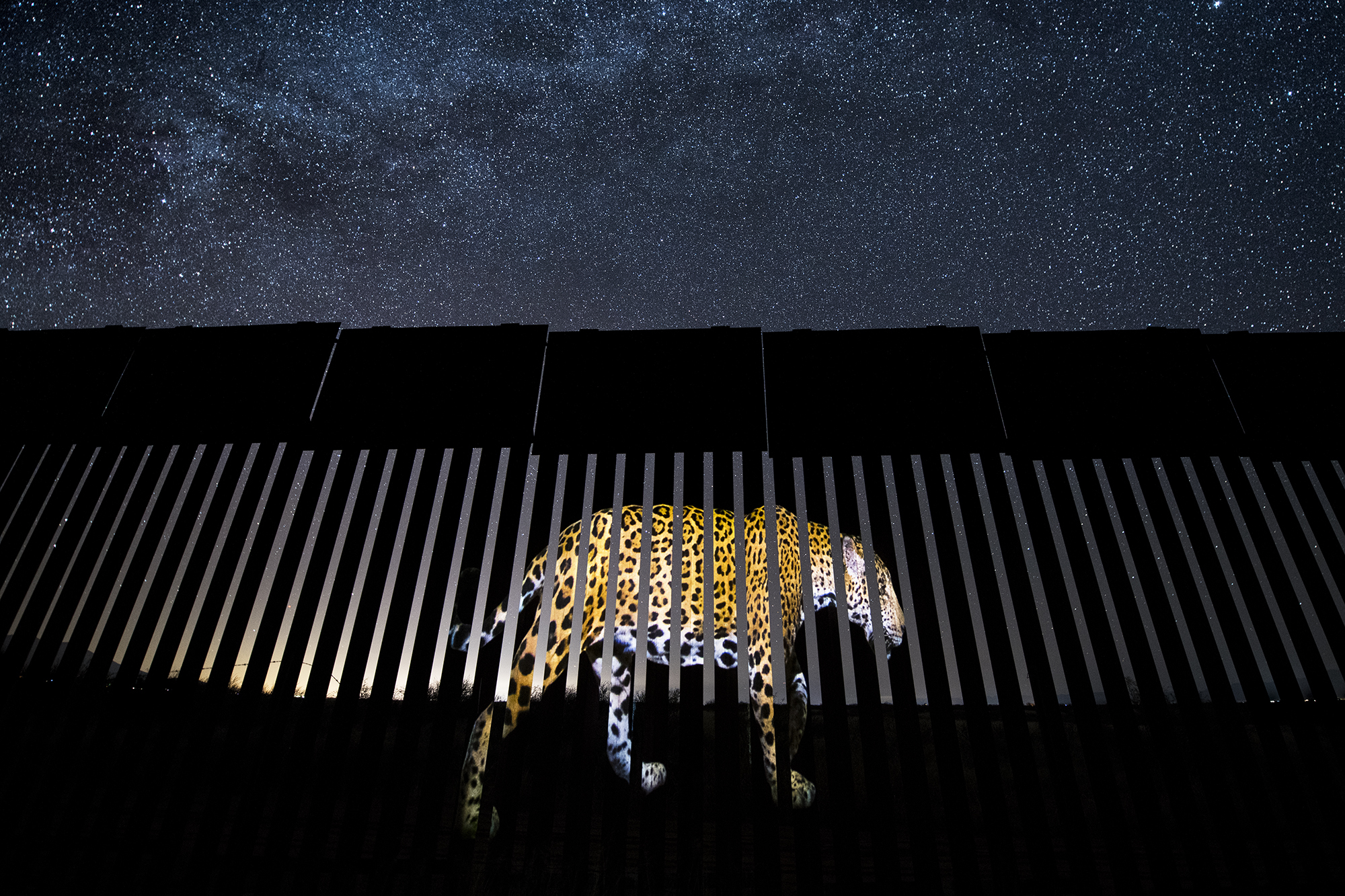 Under a luminous star-studded Arizona sky, an enormous image of a male jaguar is projected onto a section of the US-Mexico border fence