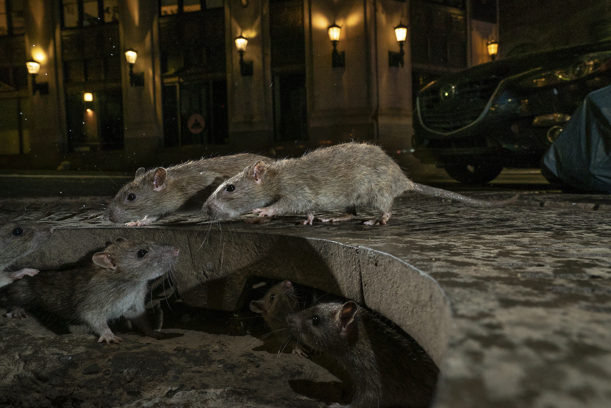 brown rats in Pearl Street in New York’s Lower Manhattan