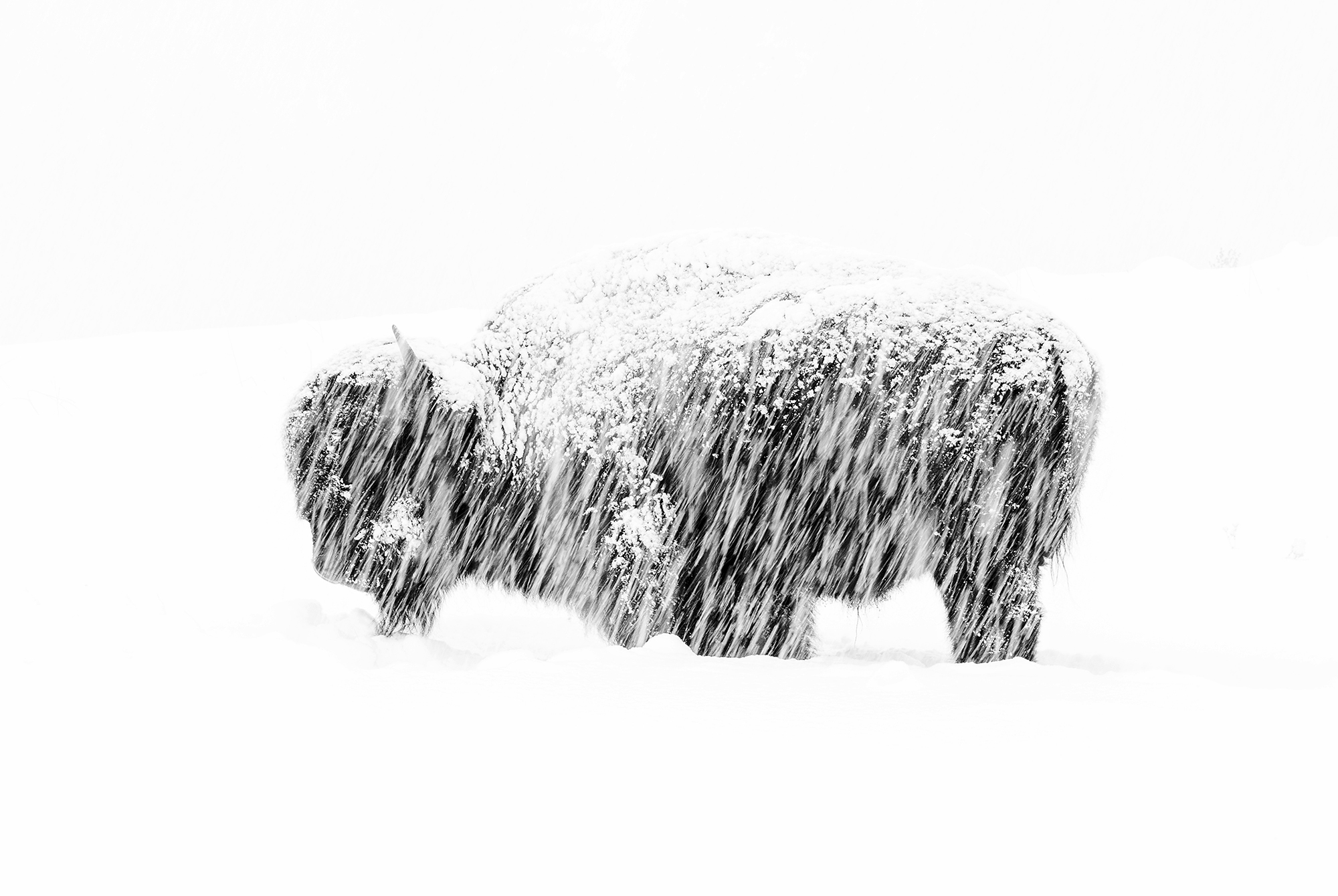 In a winter whiteout in Yellowstone National Park, a lone American bison stands weathering the silent snow storm