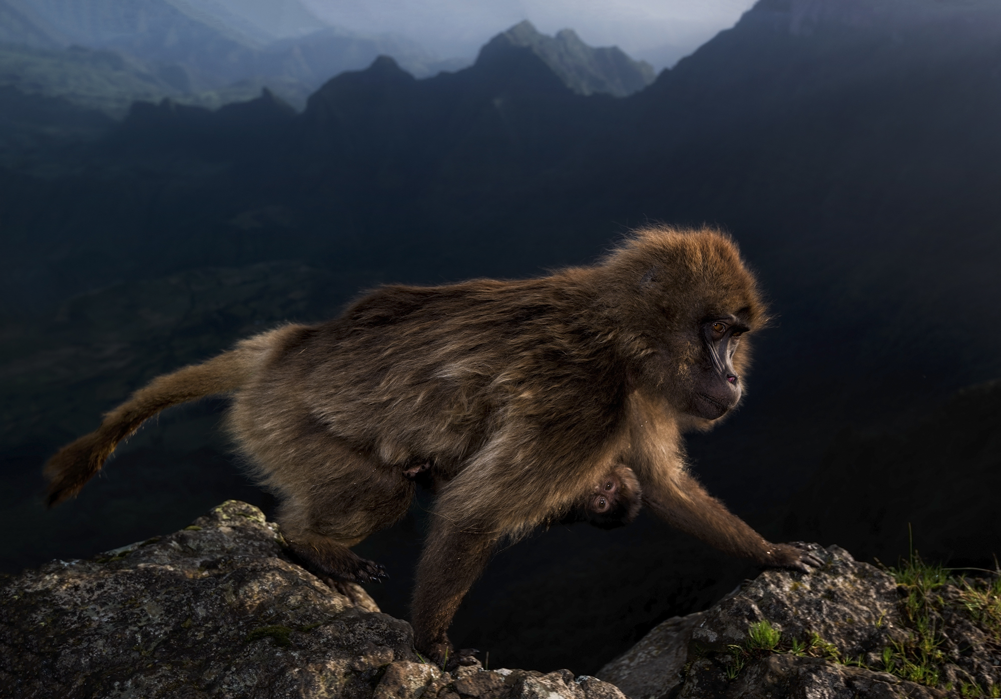 Geladas are a grass‑eating primate found only on the Ethiopian plateau