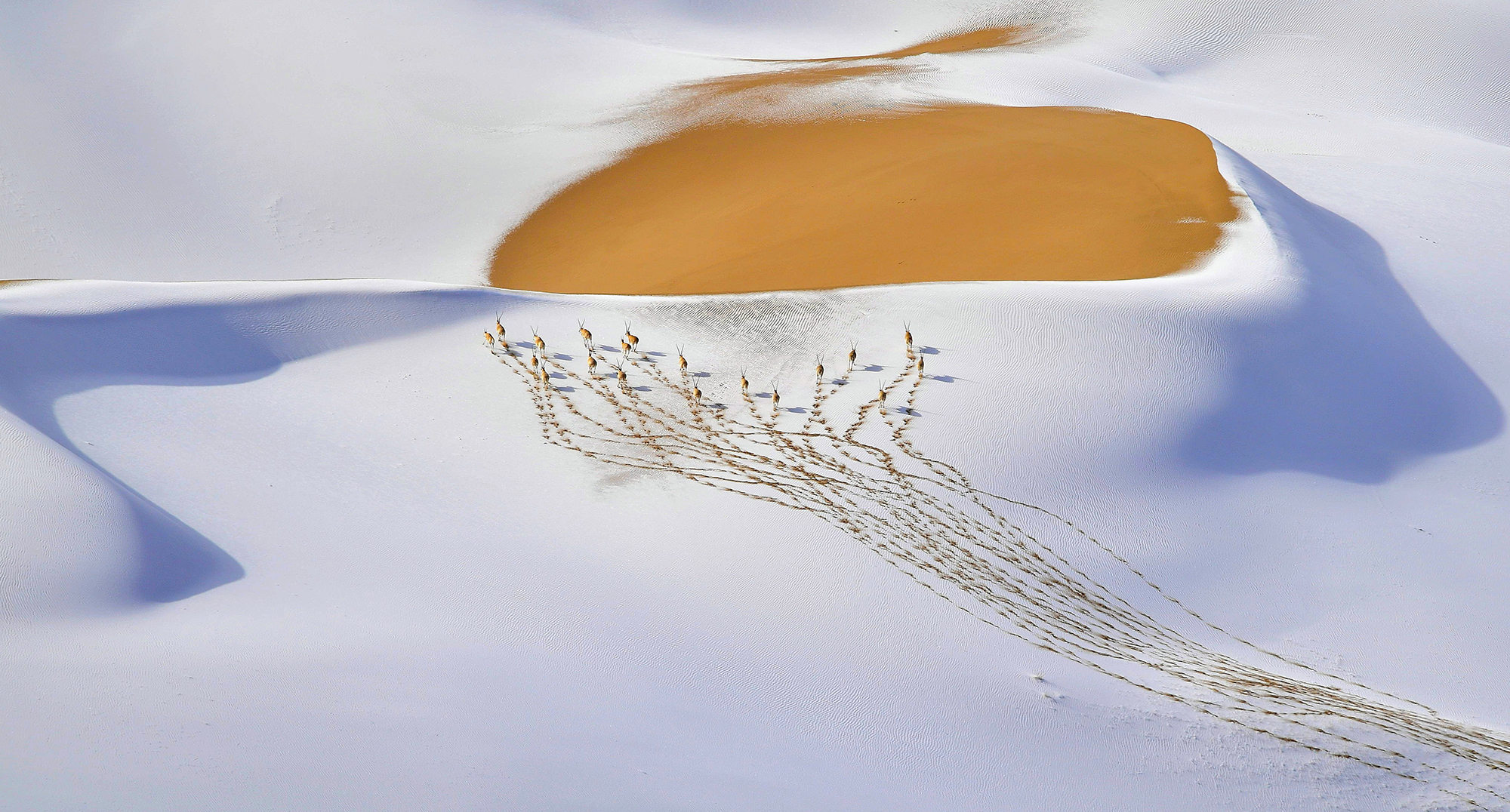 A small herd of male chiru leaves a trail of footprints on a snow-veiled slope in the Kumukuli desert of China’s Altun Shan National Nature Reserve