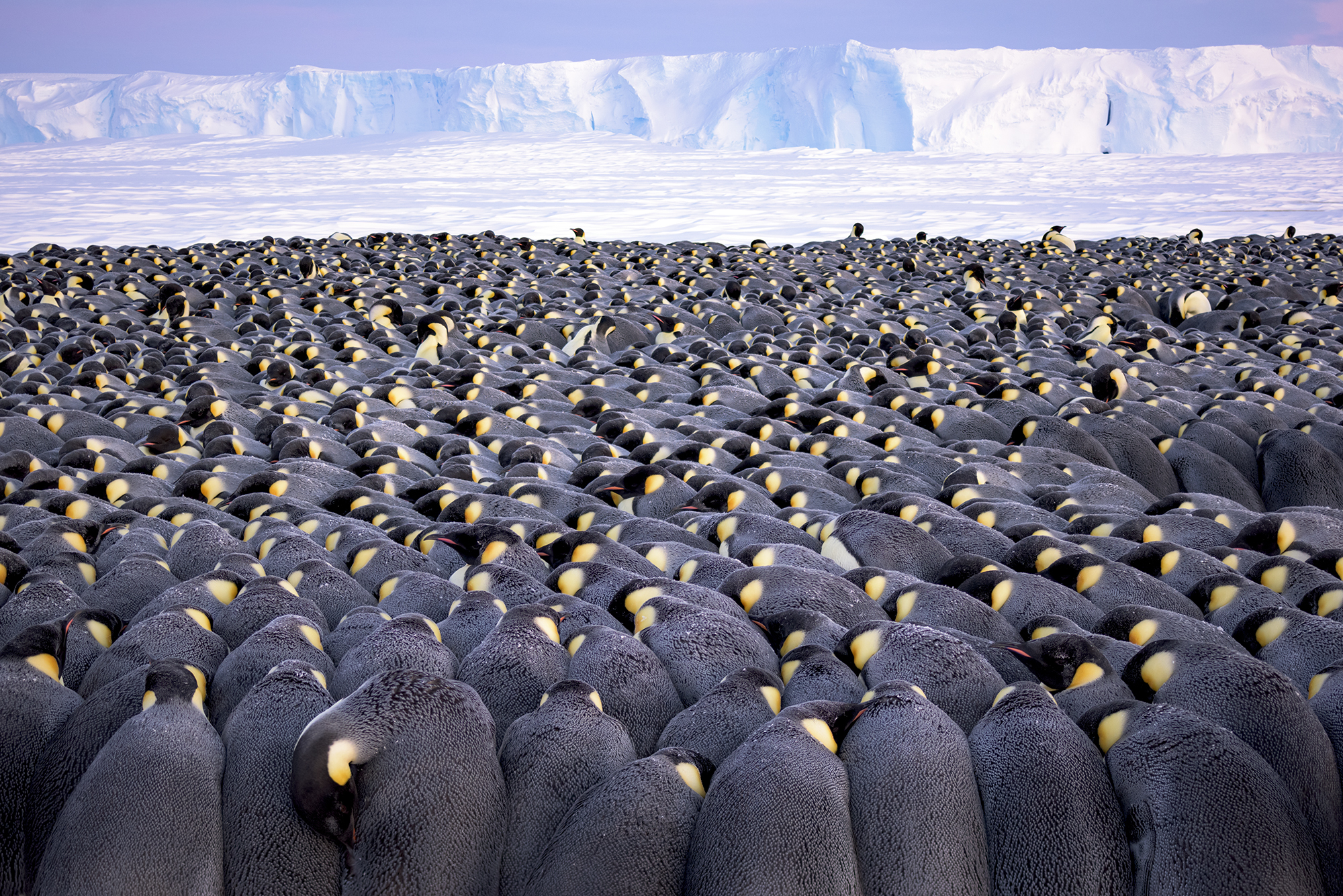 More than 5,000 male emperor penguins huddle against the wind and late winter cold on the sea ice of Antarctica’s Atka Bay, in front of the Ekström Ice Shelf