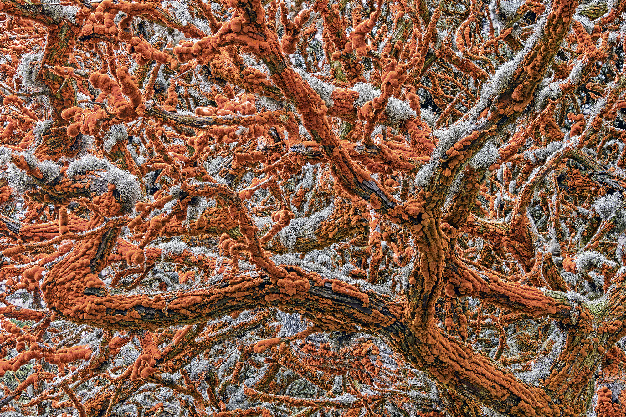 Festooned with bulging orange velvet and trimmed with grey lace, the arms of a Monterey cypress tree weave an otherworldly canopy over Pinnacle Point, in Point Lobos State Natural Reserve, California