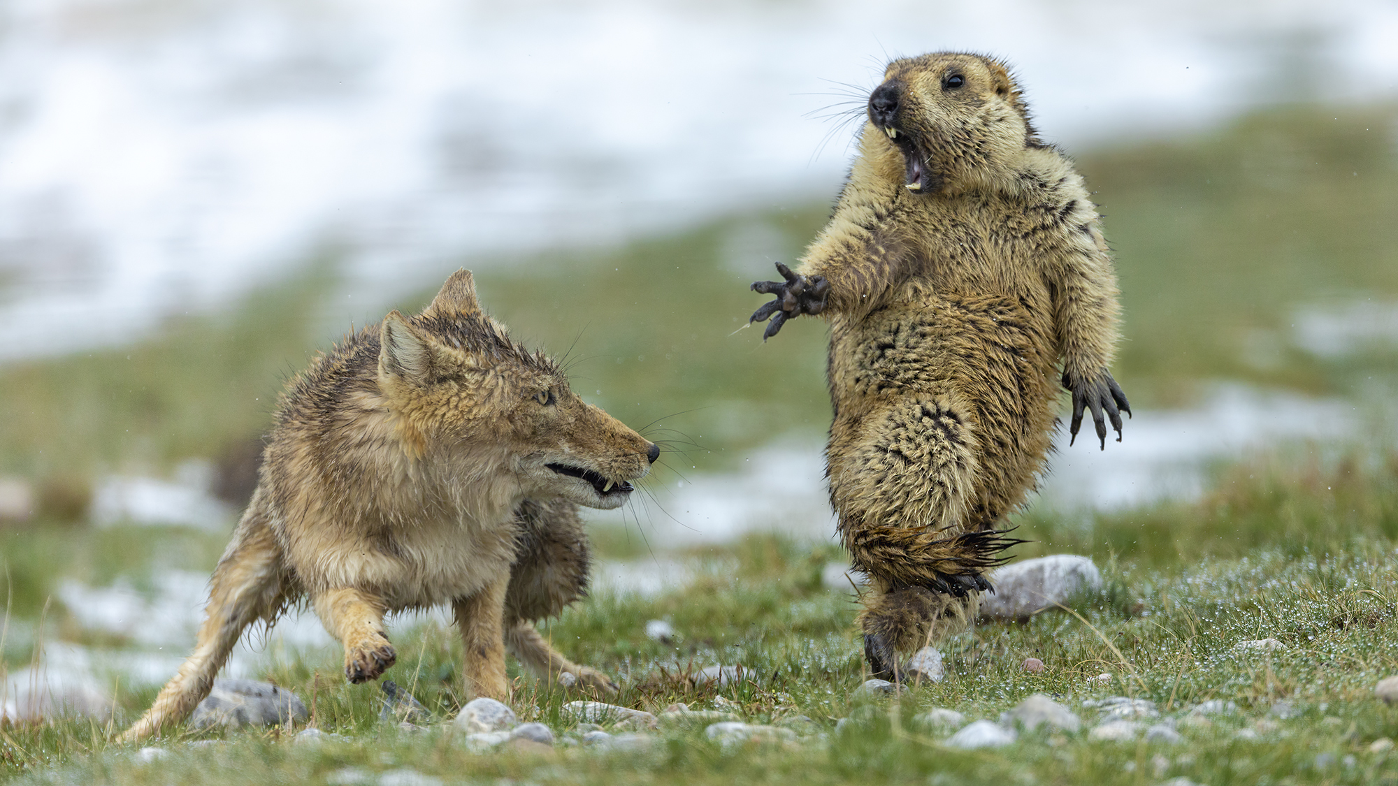 marmot, Qinghai-Tibet plateau in China’s Qilian Mountains National Nature Reserve