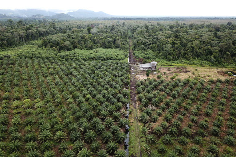 An oil palm plantation in Rawa Singking Wildlife Reserve, an ostensibly protected area