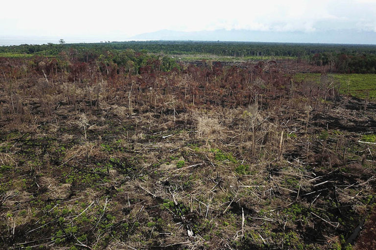 Encroachment and forest clearing for a plantation in Rawa Singkil Wildlife Reserve