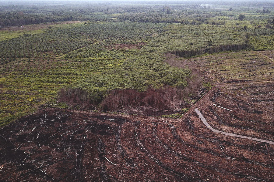 Forest area that has been cleared to make way for oil palm cultivation in Rawa Singkil Wildlife Reserve