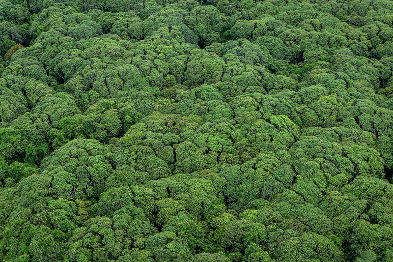 peatland forest canopy