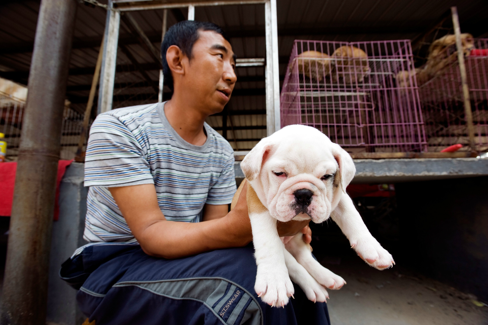 The Dong Feng Xin dog market in Beijing