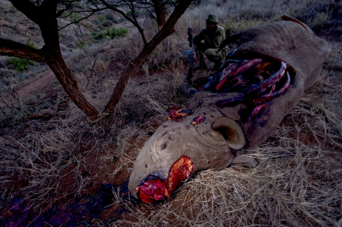 poached rhino in kenya