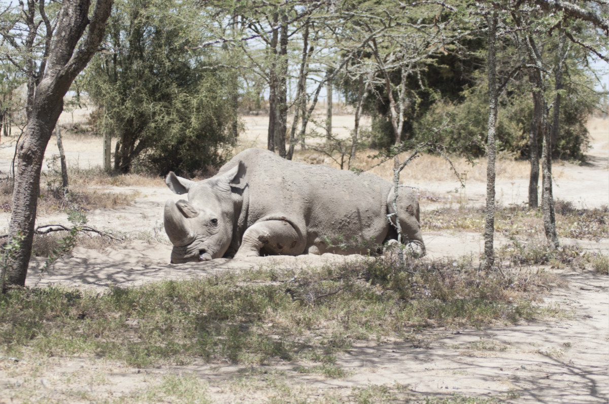black rhino sudan
