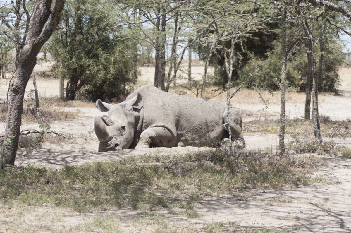 Scientists Have Created Fake Rhino Horn. Could It Curb the Illegal Wildlife  Trade? - Yale E360