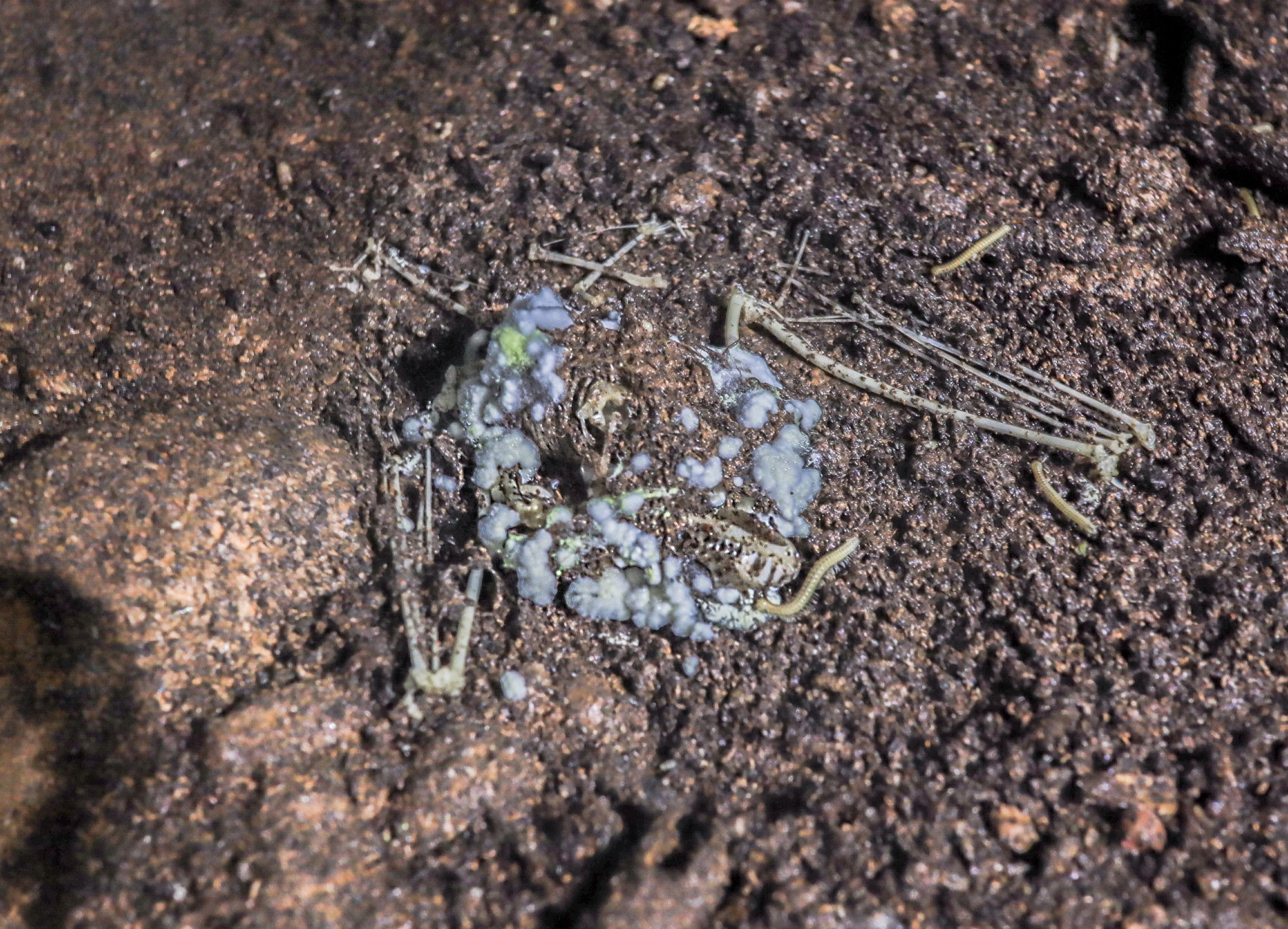 The carcass of a horseshoe bat covered in fungi in Yunnan’s Swallow Cave 