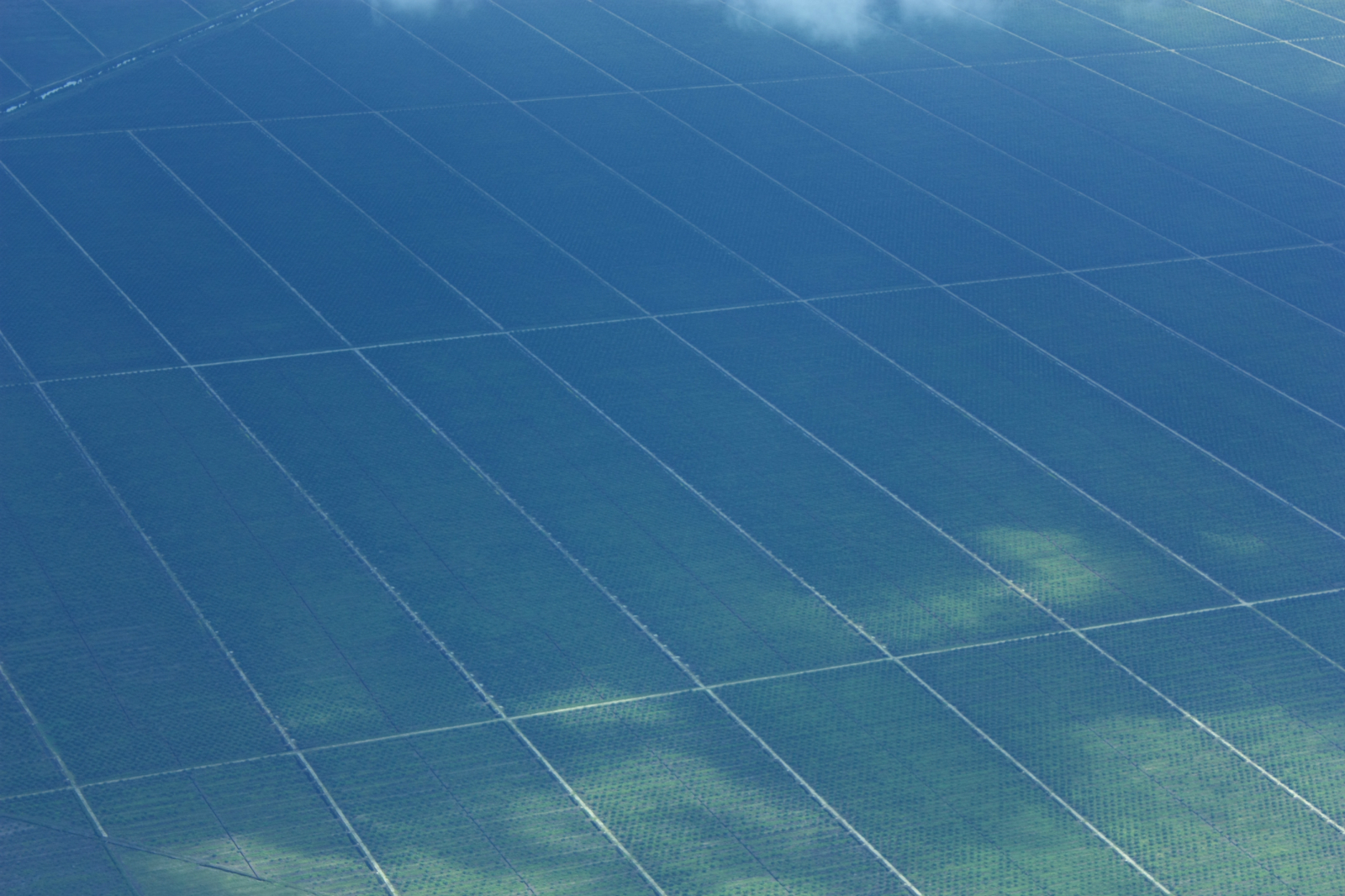 palm oil plantation aerial photo
