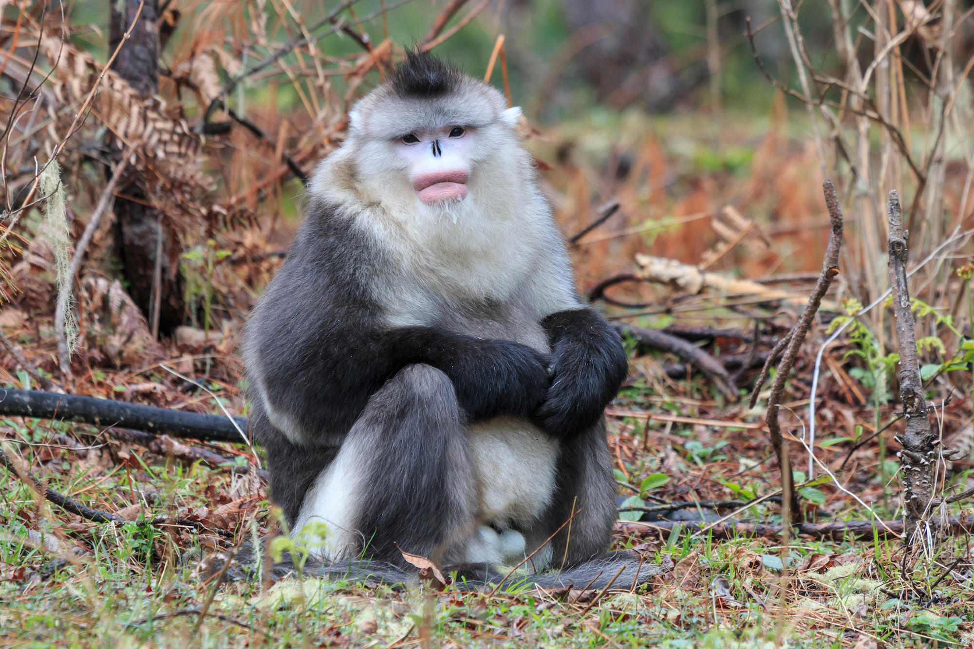 Yunnan Black Snub-Nosed Monkey