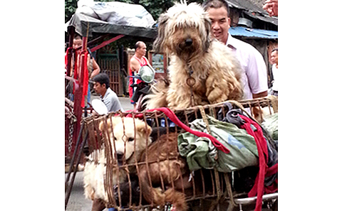 The Myth Of Dog Eating In China China Dialogue