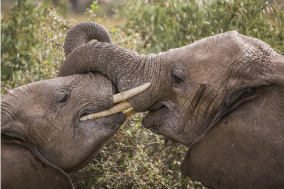 Main gr elephant kenya 75 meitu 3