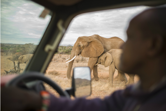 Main gr elephant kenya 40 meitu 2