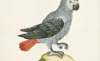 Aside 33 african grey parrot meitu 1