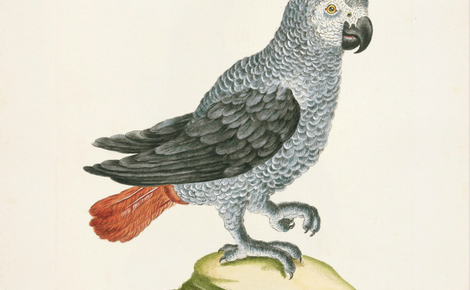 Homepage 33 african grey parrot meitu 1