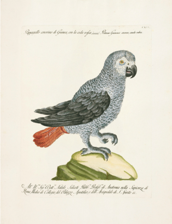 Main 33 african grey parrot meitu 1