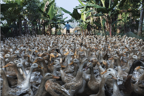 Main vietnam photo 2