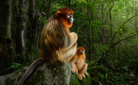 Homepage marsel van oosten wildlife photographer of the year